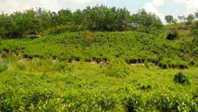 চা বাগান,নাইক্ষ্যংছড়ি