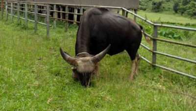 গয়াল প্রজনন কেন্দ্র,নাইক্ষ্যংছড়ি